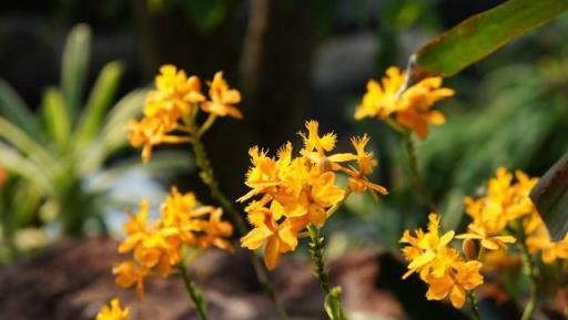 這「三種花」遇水瘋長易爆盆，花姿比月季豔，花期長達小半年