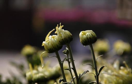 菊花種植3個小技巧，讓你的花顏色深，花朵大