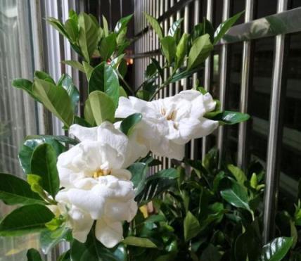 秋季養繡球、梔子花、瑞香花有1件事千萬不能做,否則明年不開花