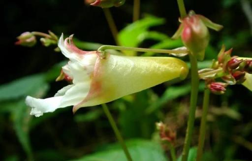 植物科普：30種野生鳳仙花，藏在深山裡的珍稀美麗