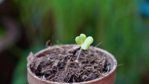 如何讓茉莉花快速發芽？掌握這2種方法，茉莉發新芽快