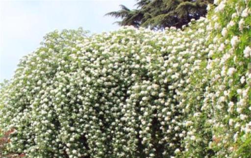 家裡有庭院，建議你養這5種花，花牆花海美如畫，1年開300天