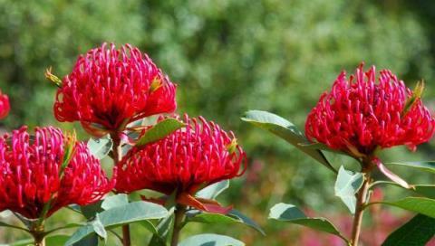 這「三種花」遇水瘋長易爆盆，花姿比月季豔，花期長達小半年