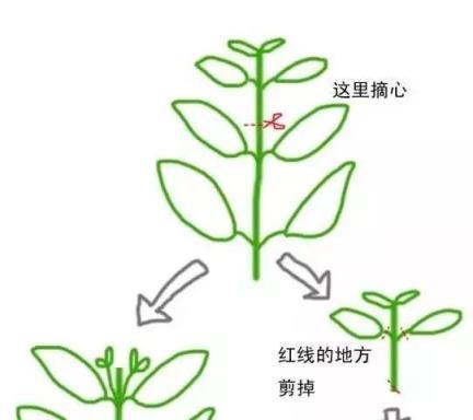 天竺葵做好這兩步，分分鐘就能爆盆