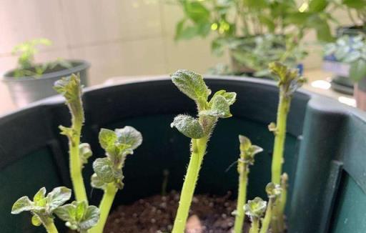 把花養好了，基礎知識別忘了，最後一個格外重要