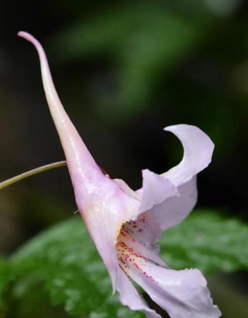 植物科普：30種野生鳳仙花，藏在深山裡的珍稀美麗