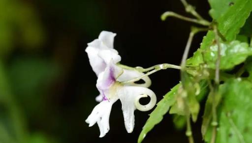 植物科普：30種野生鳳仙花，藏在深山裡的珍稀美麗