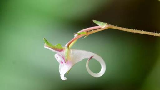 植物科普：30種野生鳳仙花，藏在深山裡的珍稀美麗