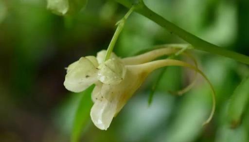 植物科普：30種野生鳳仙花，藏在深山裡的珍稀美麗