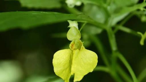 植物科普：30種野生鳳仙花，藏在深山裡的珍稀美麗