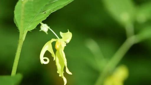 植物科普：30種野生鳳仙花，藏在深山裡的珍稀美麗