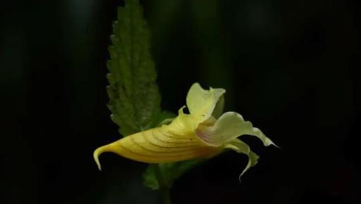 植物科普：30種野生鳳仙花，藏在深山裡的珍稀美麗