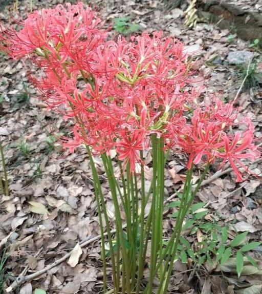 紅花石蒜——在埋貓的地方竟然長出了絢爛的彼岸花