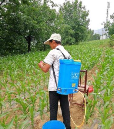 作物上的這3個葉面肥配方，能促長壯棵、增產增收，又能防治病害