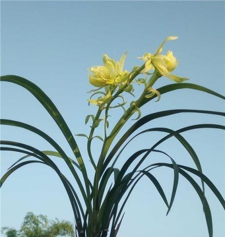 盤點幾個開花很香的蘭花，便宜又好養，只需開一兩朵，滿屋飄香