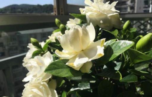 秋季養繡球、梔子花、瑞香花有1件事千萬不能做,否則明年不開花