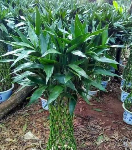 這「三植物」開花寓意好，遇水瘋長花香濃，古代大戶人家最愛養