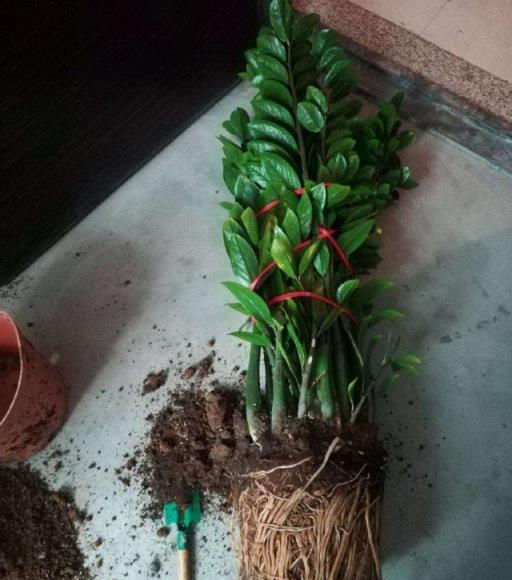 超能「吃土」的盆栽花草，每年翻翻盆，長勢才夠瘋