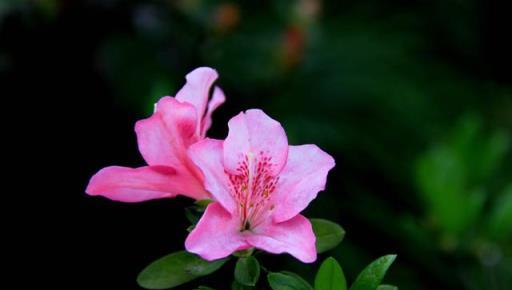 常見花草種植方法：茉莉，吊蘭，月季，杜鵑