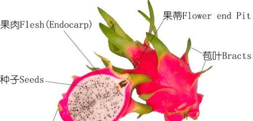 糾正誤區，植物學博士的火龍果知識解析-imomo植物識別