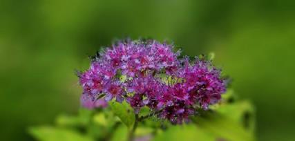 這「三植物」開花寓意好，遇水瘋長花香濃，古代大戶人家最愛養