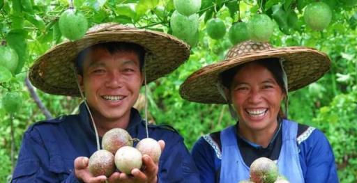 作物上的這3個葉面肥配方，能促長壯棵、增產增收，又能防治病害