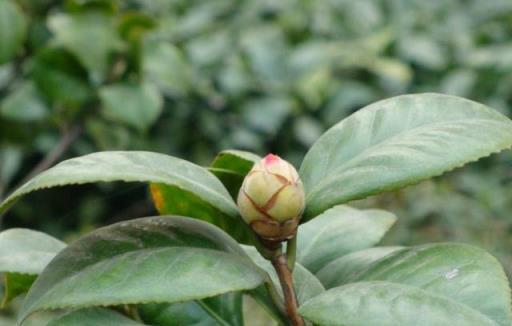 茶花進入8月怎麼養？做好幾點，花芽和葉芽都蹭蹭長，冬季開花多