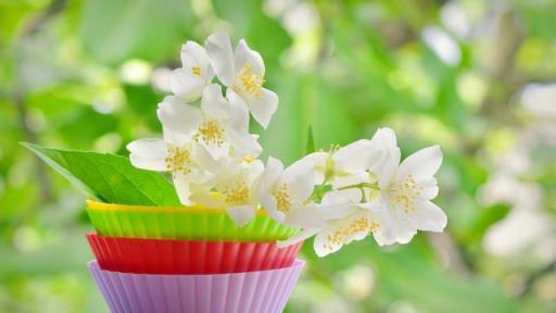 如何讓茉莉花快速發芽？掌握這2種方法，茉莉發新芽快