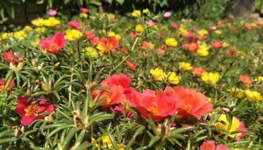 初秋養太陽花，「三步走」猛竄芽，催出一圈根，持續開花小半年