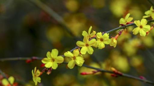 秋天養「七種花」，別修剪，否則來年只見枝葉不見花