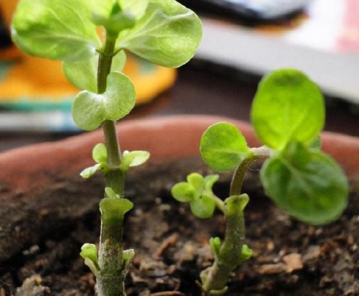 薄荷種植方法，春秋播種，一週發芽，繁茂生長