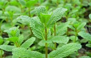 九月養薄荷，避開這「三怕」，猛竄側芽瘋長葉，清香宜人一整年