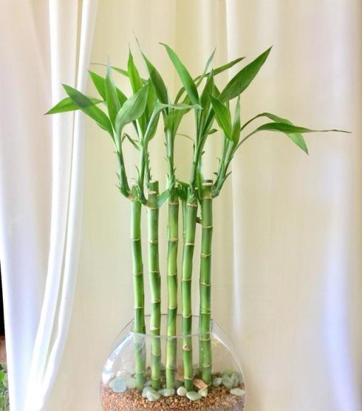 衛生間裡少不了8種植物，水培土培都可以，陰涼潮溼處容易養好