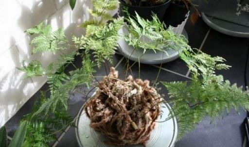 衛生間裡少不了8種植物，水培土培都可以，陰涼潮溼處容易養好