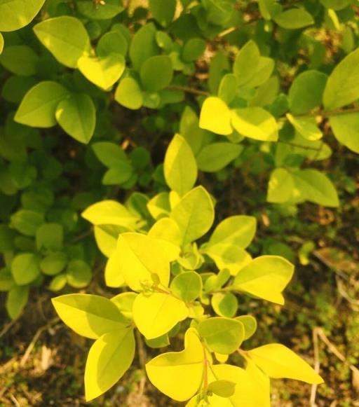 害怕冬天陽臺空蕩蕩，就養「葉子花」，耐寒又漂亮