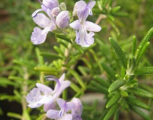 入秋扦插5種花，生根長芽快，來年陽臺繁花似錦變浪漫花園