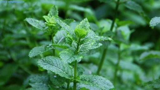 九月養薄荷，避開這「三怕」，猛竄側芽瘋長葉，清香宜人一整年