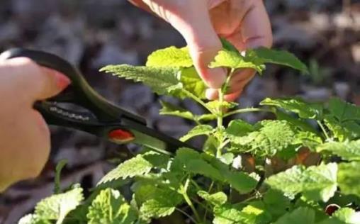 九月養薄荷，避開這「三怕」，猛竄側芽瘋長葉，清香宜人一整年