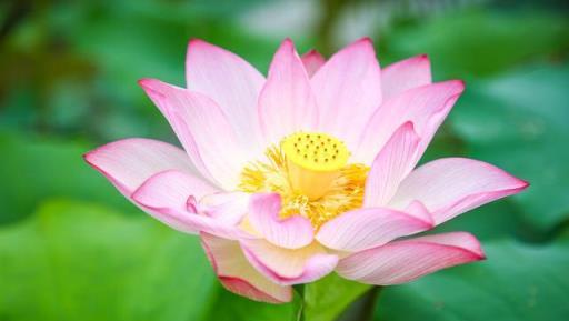 碗蓮發芽後怎麼養？搞定這5點，開花又大又鮮豔