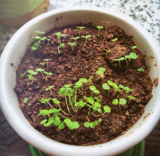 薄荷種植方法，春秋播種，一週發芽，繁茂生長