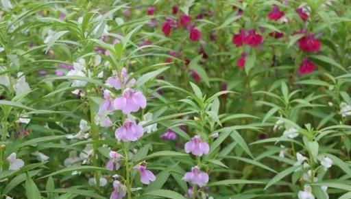 欲染纖纖指——鳳仙花丨花花萬物