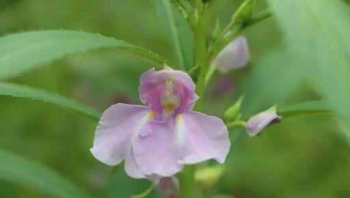 欲染纖纖指——鳳仙花丨花花萬物