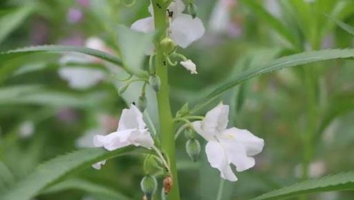 欲染纖纖指——鳳仙花丨花花萬物