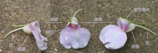 欲染纖纖指——鳳仙花丨花花萬物