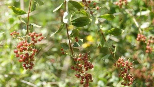 欲染纖纖指——鳳仙花丨花花萬物