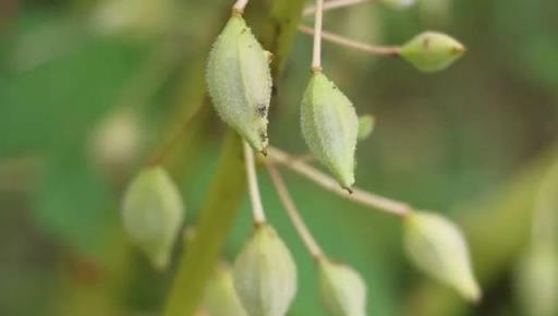 欲染纖纖指——鳳仙花丨花花萬物