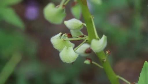 欲染纖纖指——鳳仙花丨花花萬物