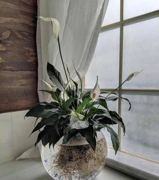 衛生間裡少不了8種植物，水培土培都可以，陰涼潮溼處容易養好