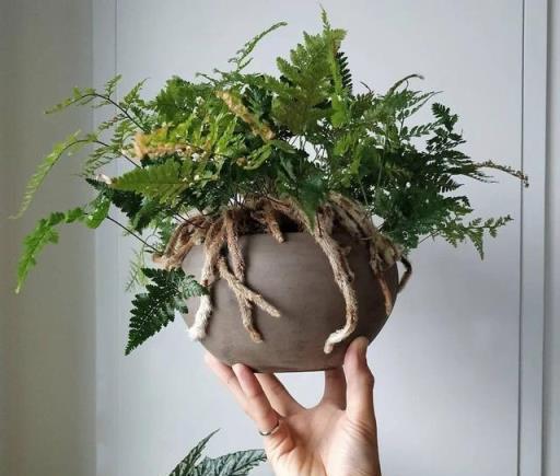 衛生間裡少不了8種植物，水培土培都可以，陰涼潮溼處容易養好