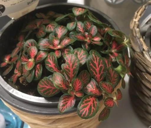 衛生間裡少不了8種植物，水培土培都可以，陰涼潮溼處容易養好